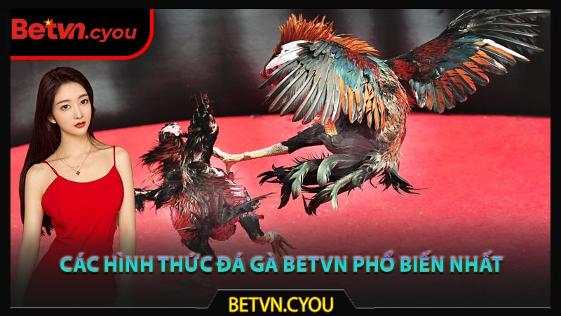 Các hình thức đá gà Betvn phổ biến nhất