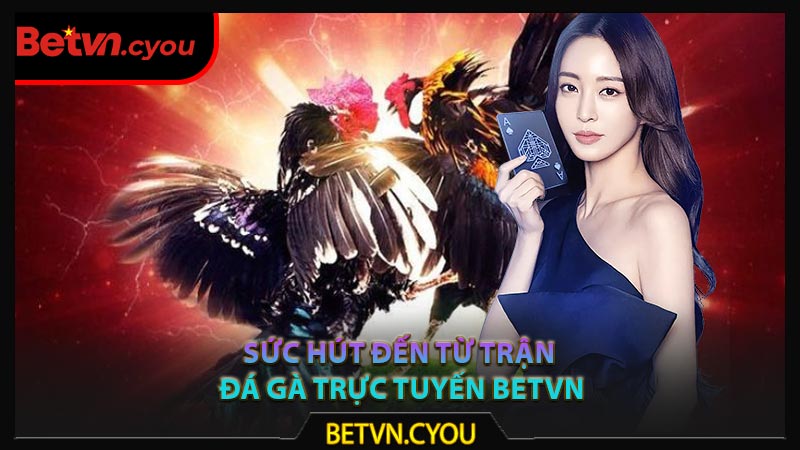 Sức hút đến từ trận đá gà trực tuyến Betvn